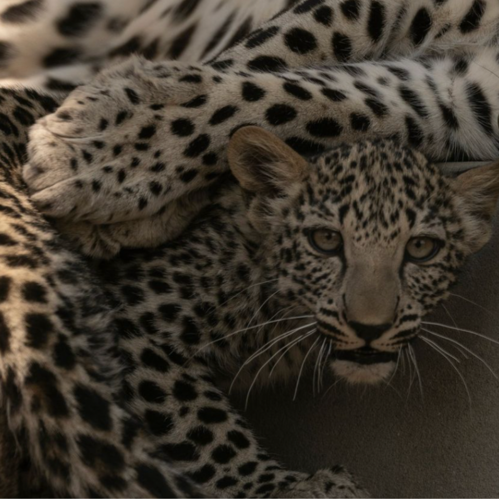 national geographic